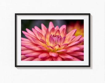Close-up print of a dahlia flower with vivid colors.  Beautiful fine art photography print for home wall décor.