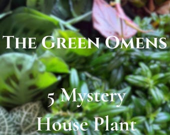 May include: A collection of various green house plant leaves and a single pink leaf, with the white text overlay reading THE GREEN OMENS 5 Mystery House Plant Clippings. The foliage displays diverse textures, shapes, and shades of green and pink.