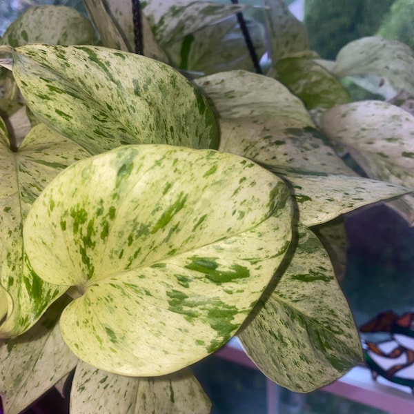 Snow Queen Pothos Unrooted Clippings (2)