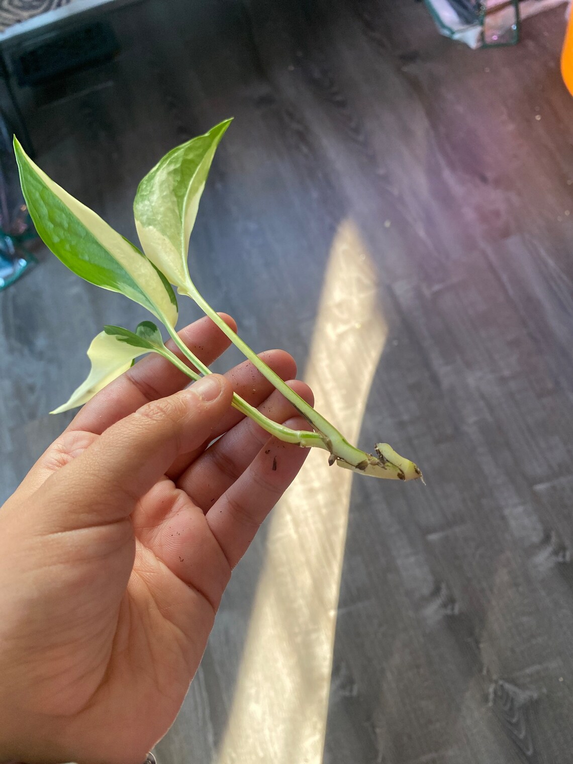 Mutant Manjula For Sale