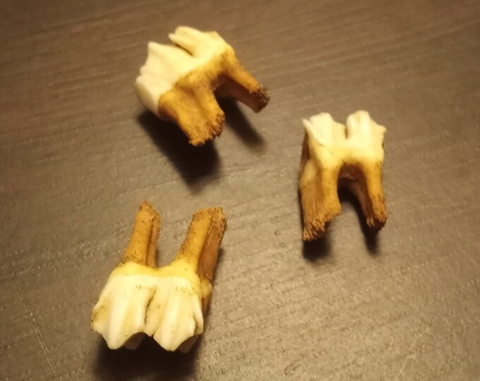 Whitetail Deer Teeth Etsy