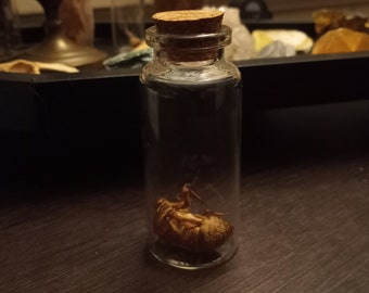 Brood X Cicada Exoskeleton