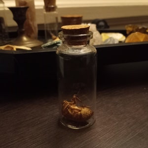 Könnte beinhalten: Ein kleines Glasgefäß mit einem Korkverschluss, das eine getrocknete Zikade enthält. Das Gefäß steht auf einer dunklen Holzoberfläche.