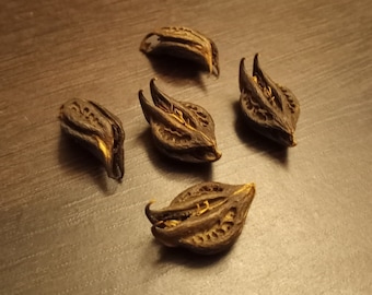 Bat&#39;s Head Root | Devil&#39;s Pod