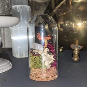 Miniatur Waldpilz & Moos In Glas Cloche Display