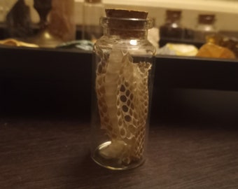 Könnte beinhalten: Ein klares Glasgefäß mit einem Korkverschluss, das eine getrocknete Schlangenhaut enthält. Die Haut ist hellbraun und hat ein wabenförmiges Muster.