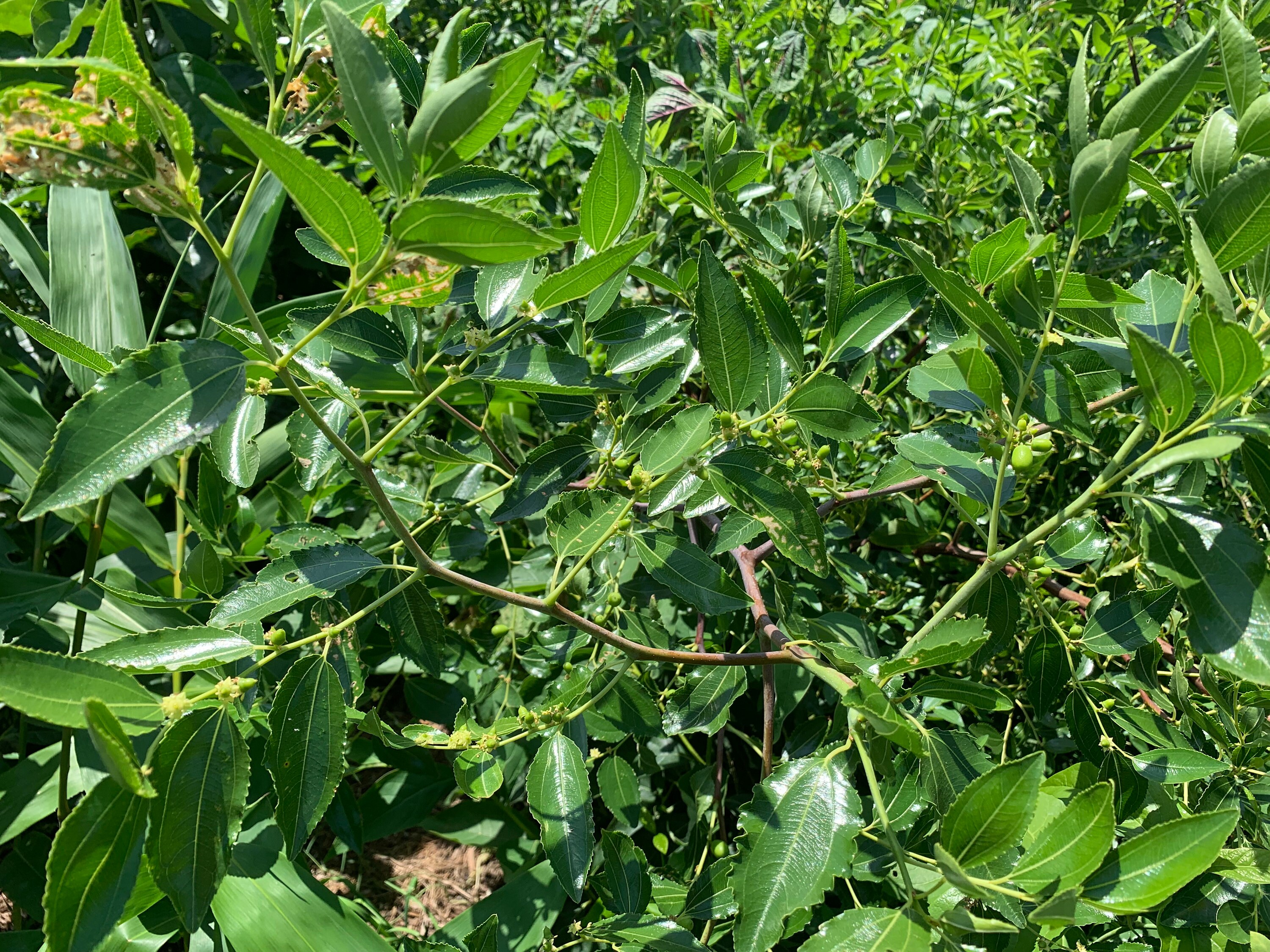 Giant Honeyjar Jujube Tree Coming This Fall Etsy