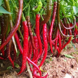 Traditional Erjingtiao”二荆条”pepper seeds