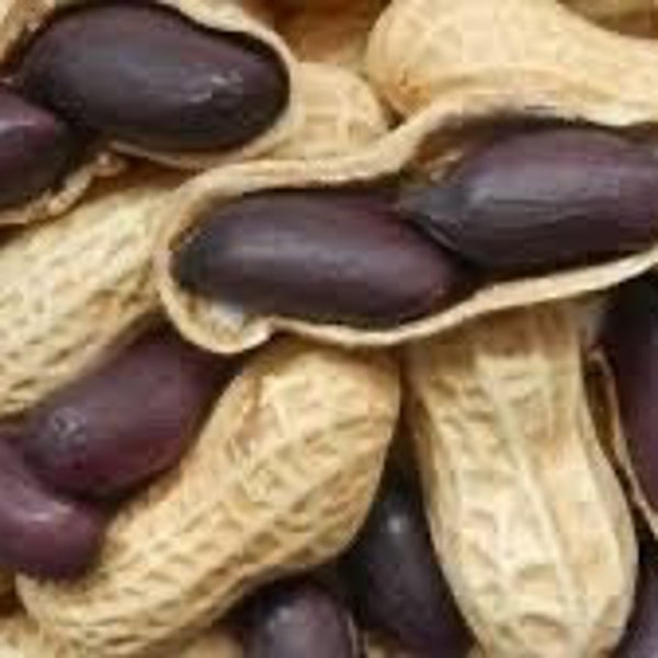 Black Skin Peanut 20 seeds for planting