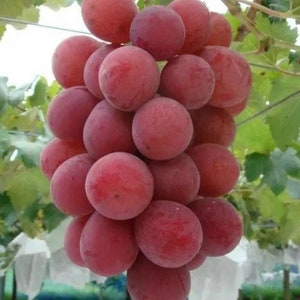 Queen Nina “妮娜皇后“ grafted grape vine—shipping in growing bag , don’t ship to CA