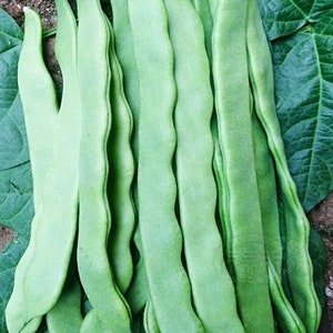 May include: A close-up of several fresh, vibrant green flat beans. The beans are long, with a slightly wavy edge, and are clustered together. Dark green leaves are visible in the background, suggesting a garden setting. The beans appear to be ready for harvest.