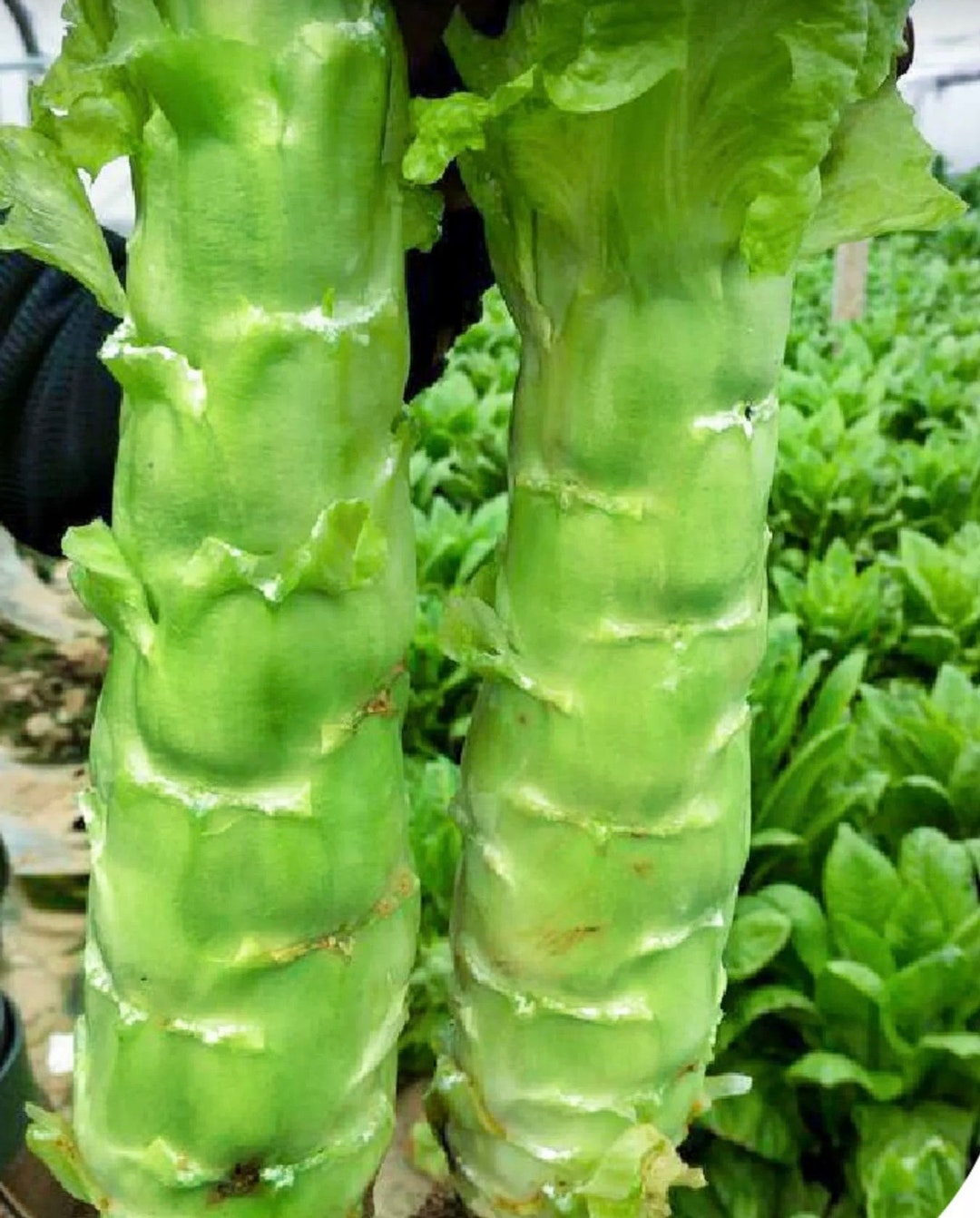 Fragrant Celtuce Seeds (chinese Stem Lettuce) “香莴笋”,at Least 4 Bags of ...