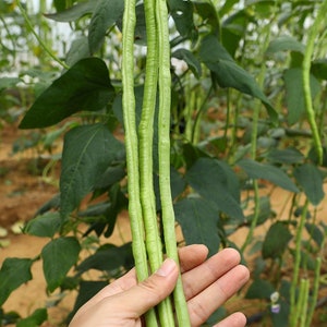 May include: A bunch of long, green string beans are held in a hand. The beans are about 12 inches long and are growing on a vine.