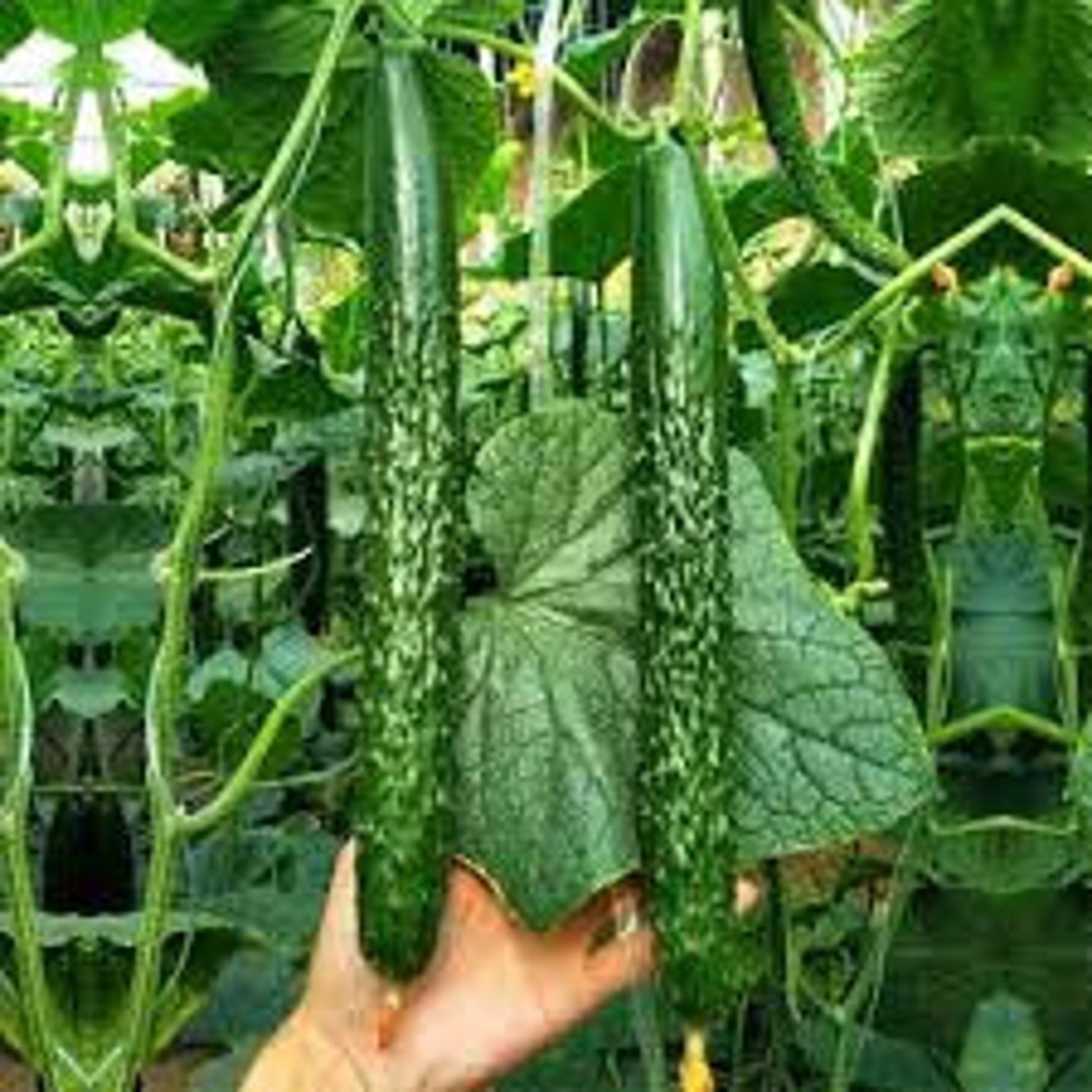 New Jin Spring 4 新津春四号 Cucumber 20 Seeds,at Least 4 Bags of Seeds for