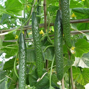 Chinese Cucumber “中农8号” 20 seeds, At least 4 bags  of seeds for shipping, mix or match