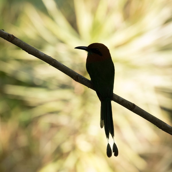 Mot-Mot Bird Silhouette Print - Costa Rica | JHWildPhoto Fine Art Tirages d’oiseaux