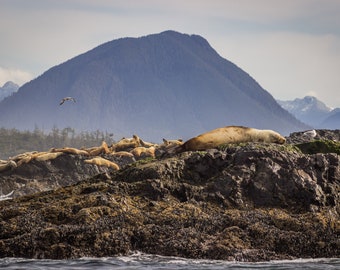 Stellar Sea Lions Wildlife Print, Vancouver Island, Tofino B.C | JHWildPhoto Fine Art Wildlife Prints