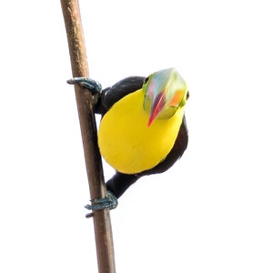 Keel-billed &#39;Rainbow&#39; Toucan Bird Print - Costa Rica  | JHWildPhoto Fine Art Bird Prints