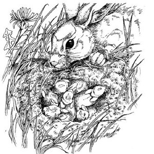 A Walk in the Woods Coloring Book Instant Digital Download | Etsy