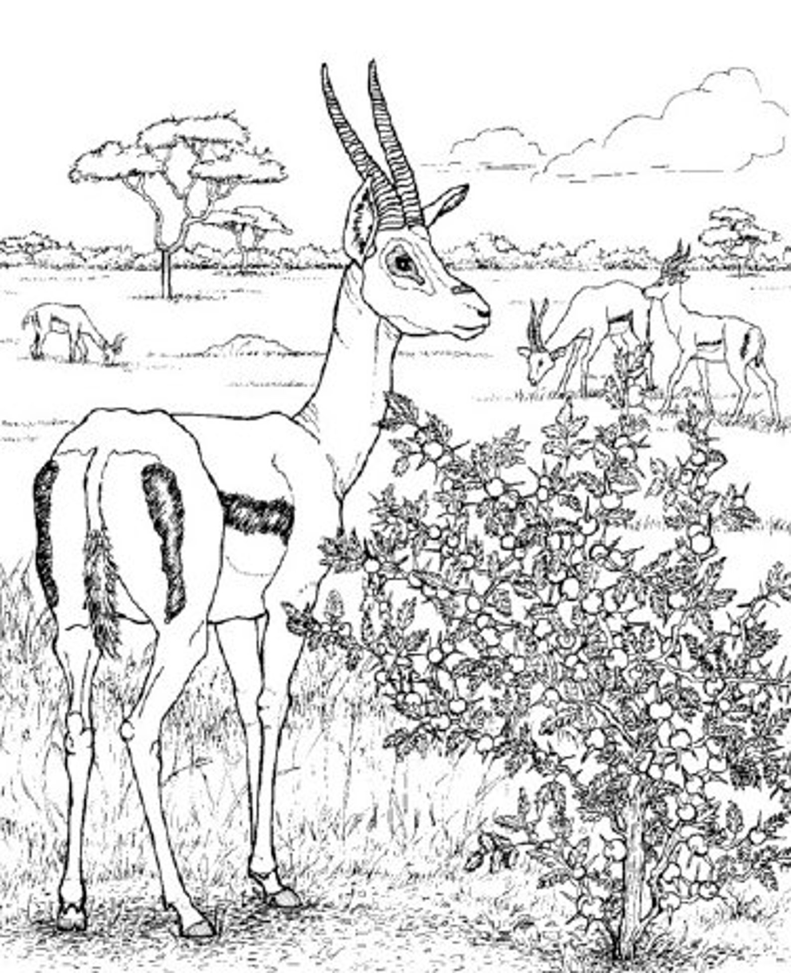 The African Plains Coloring Pages Instant Digital Download | Etsy