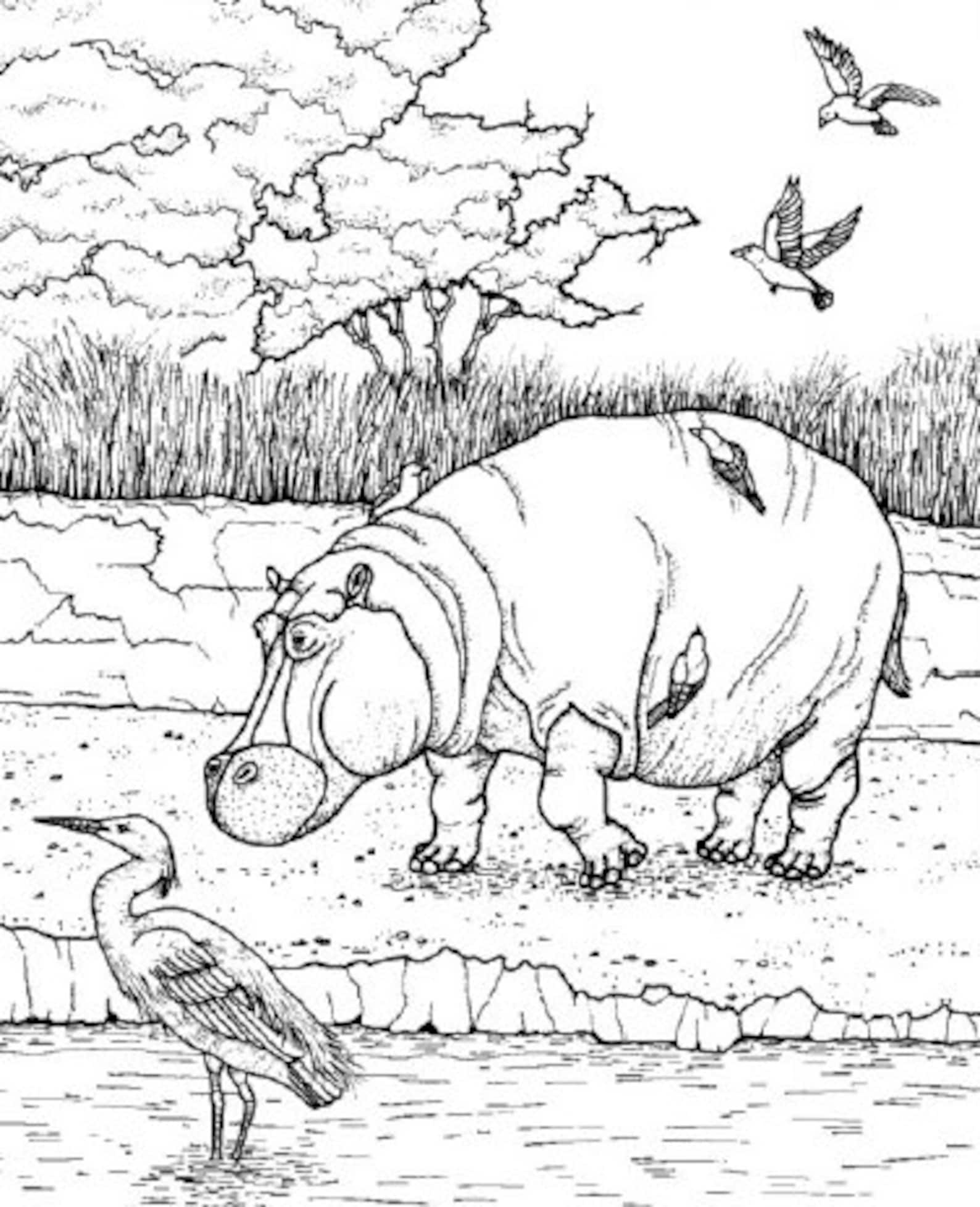 The African Plains Coloring Pages Instant Digital Download Etsy