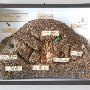 Study of the Red Ant life - France, circa 1940