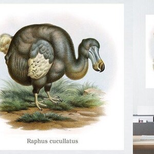 Könnte beinhalten: Eine Vintage-Illustration eines Dodos, eines flugunfähigen Vogels, der auf Mauritius heimisch war, mit dem wissenschaftlichen Namen "Raphus cucullatus" unter dem Bild.