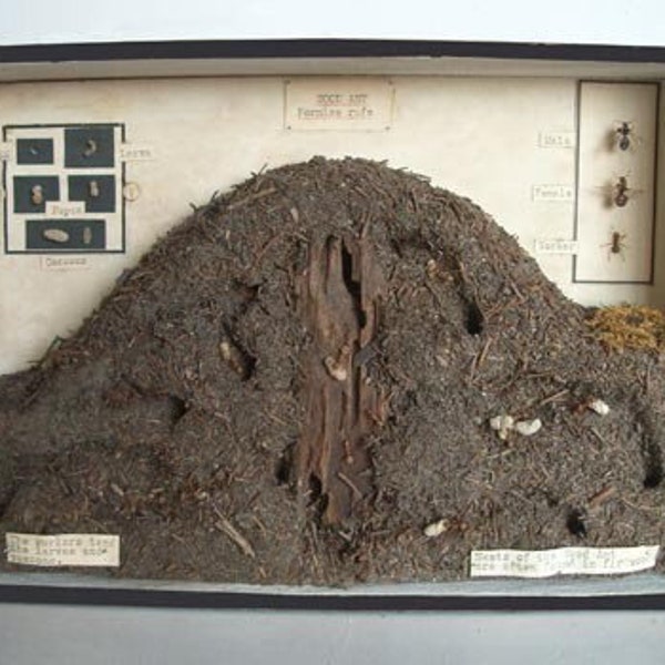 Study of an anthill - England, circa 1940