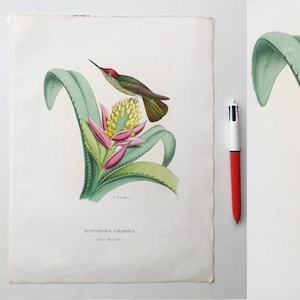 May include: A vintage botanical illustration of a hummingbird perched on a pink and yellow flower with green leaves. The illustration is titled "Colibri Amazilie" and is signed "E. Rousseau, Jr."