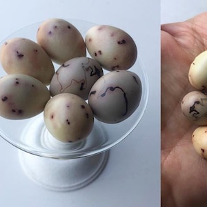 Könnte beinhalten: Eine Sammlung kleiner, gefleckter, hellbrauner Eier mit schwarzen Markierungen. Einige Eier haben ein komplizierteres Muster aus schwarzen Linien. Die Eier werden auf einem klaren Glaspodest und in einer Hand präsentiert.