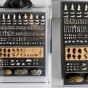 Tawny owl pellets sudy