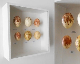 Birds of Paradise eggs replicas