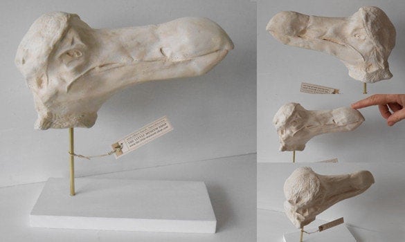 Dodo Oxford Head Cast - N2