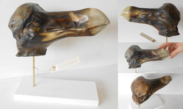 Dodo Oxford Head Cast N1