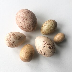 Könnte beinhalten: Eine Sammlung von sechs ovalen Eiern unterschiedlicher Größe, die jeweils ein einzigartiges gesprenkeltes Muster aufweisen. Die Farben reichen von hellem Creme und Beige bis zu erdigem Braun und gedämpftem Olivgrün mit dunkelbraunen Flecken.