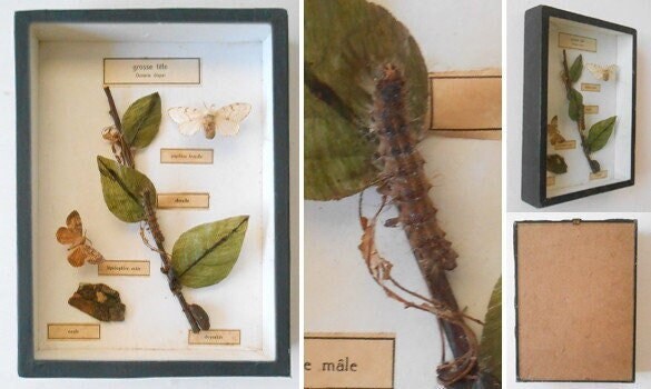 Evolution Of The Butterfly | Ocneria Dispar