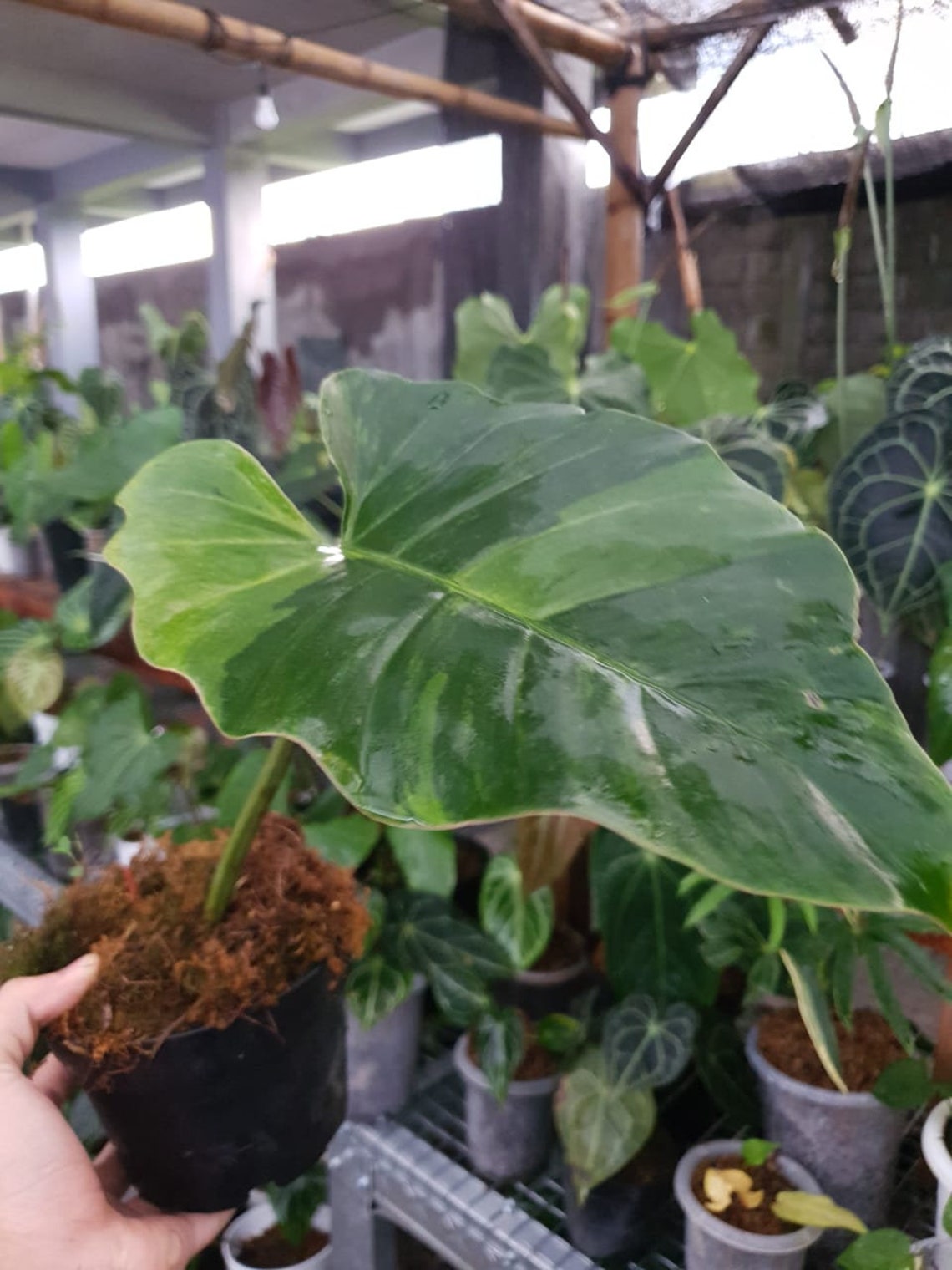 Philodendron jungle fever variegated real picture Etsy