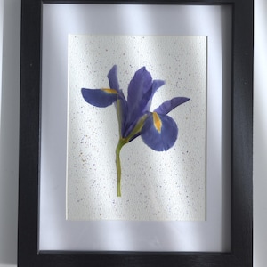 May include: A framed pressed iris flower art print. The iris has deep purple petals with yellow accents, set against a speckled white background. The artwork is enclosed in a black frame with a white mat.
