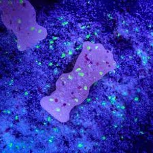 May include: Two light purple, abstract-shaped objects with red and green speckles. The objects are set against a dark blue background with scattered green and white particles, creating a glowing effect.