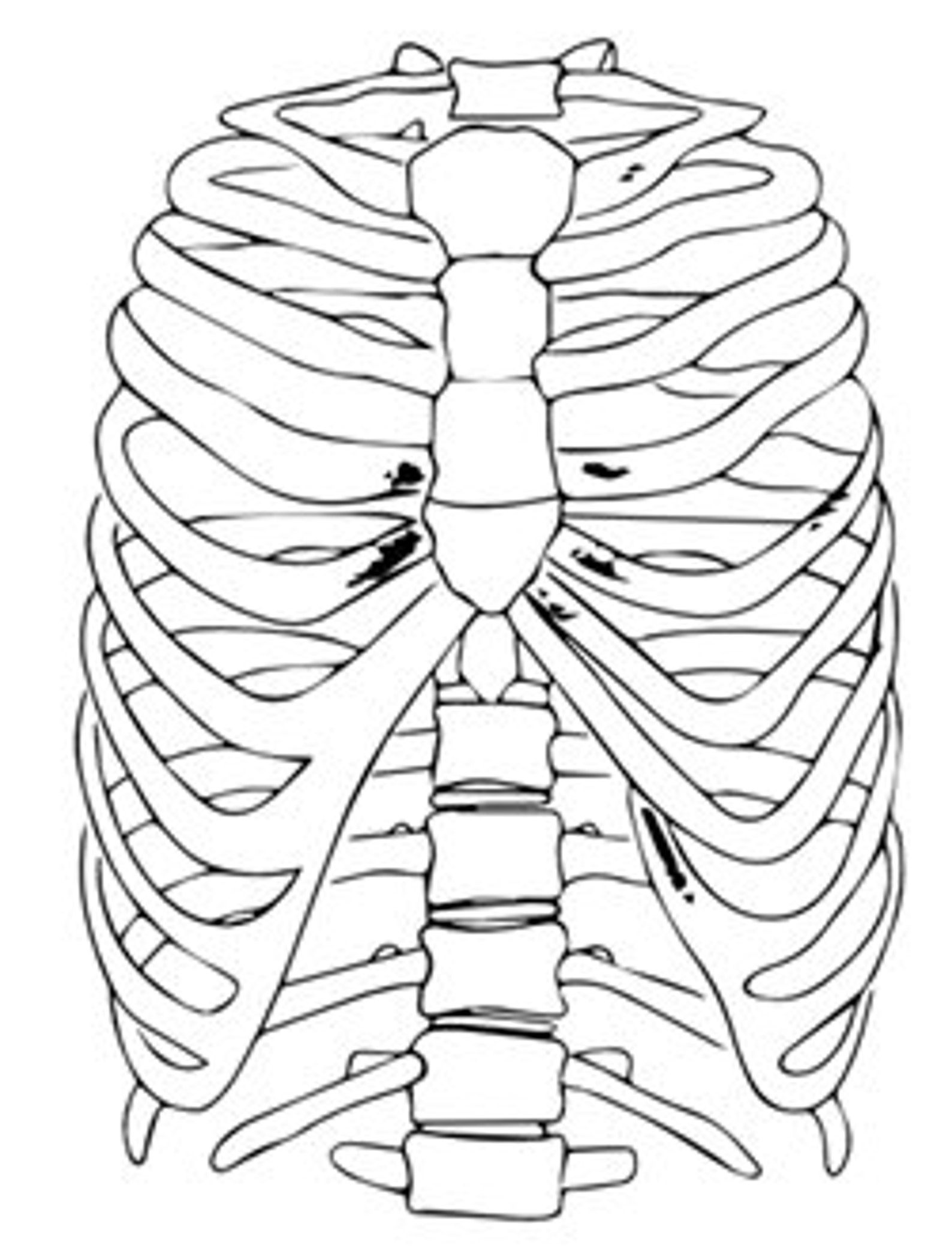 Human Body Colouring Pages // Digital Download // 20 Pages - Etsy
