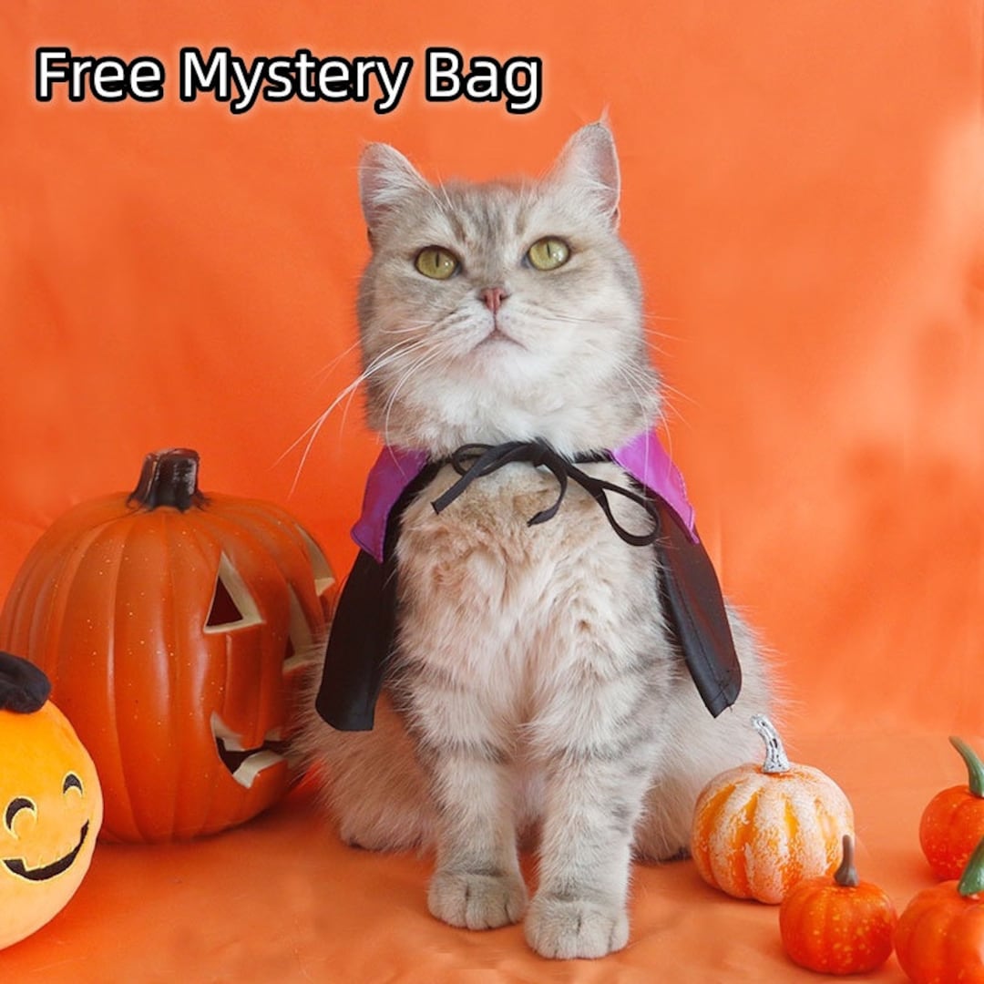 Halloween Witch Pet Collar Costume Halloween Witch Theme Etsy