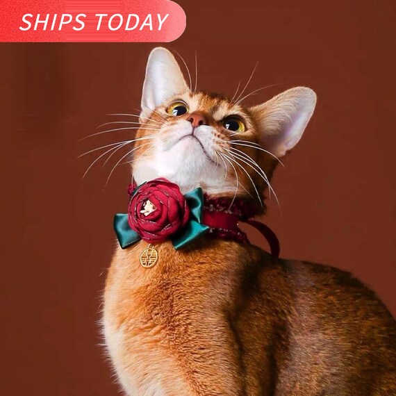 Xs hotsell cat collar