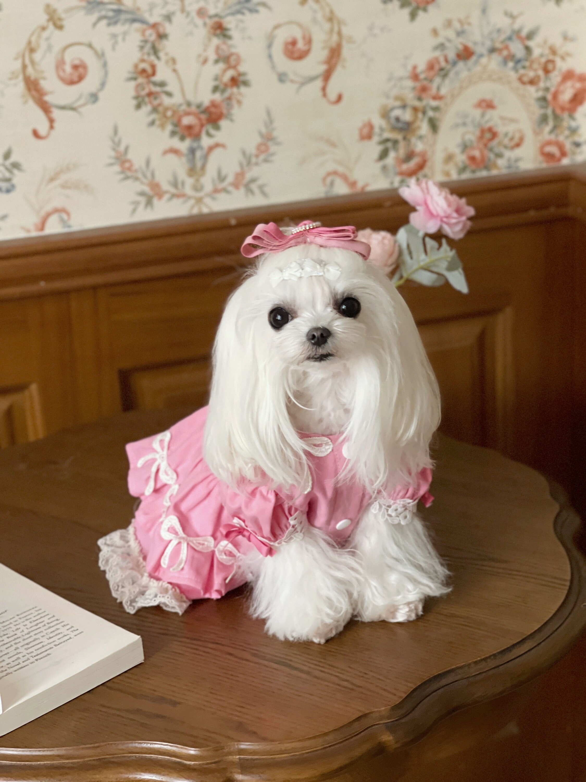 Birthday outfits for dogs top