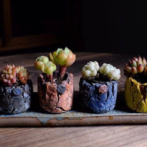 May include: Four small succulent plants in different coloured pots, arranged on a rectangular tray. The pots are textured and have a rustic look. The succulents are green, red, and white.