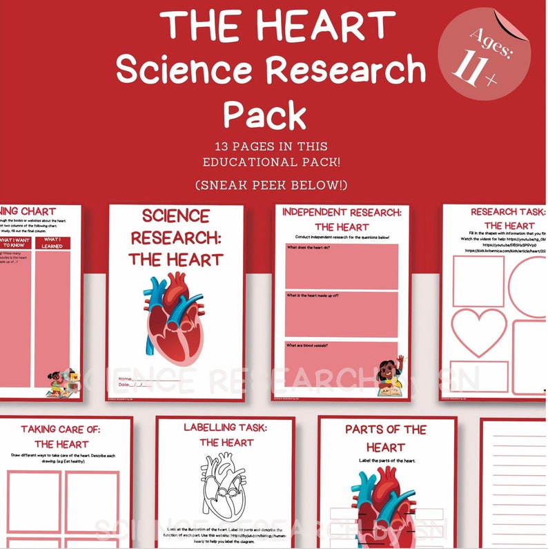 8-bundle Interactive Human Anatomy Worksheets Engaging Science ...