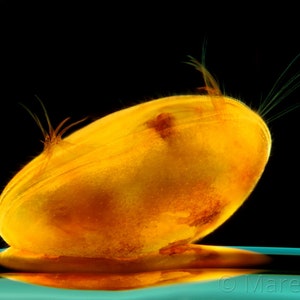 Seed shrimp under the microscope, ostracode under the microscope art, artistic micrograph on wall, science art print on wall, biology art
