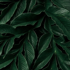 Realistische dunkelgrüne Dschungel Blätter nahtlose Hintergrund - tropische Blätter Palmenblatt digitale Papier Wallpaper PNG - digitale Download Dateien