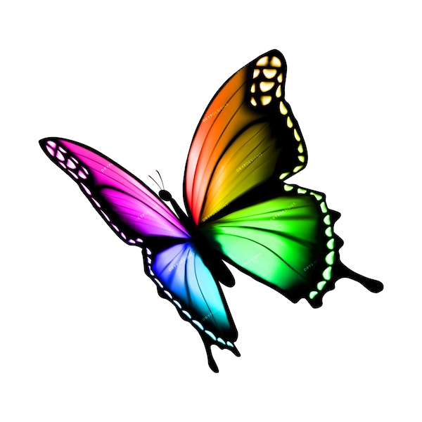 Vibrant Rainbow Butterfly PNG - Digital Download File - Transparent PNG