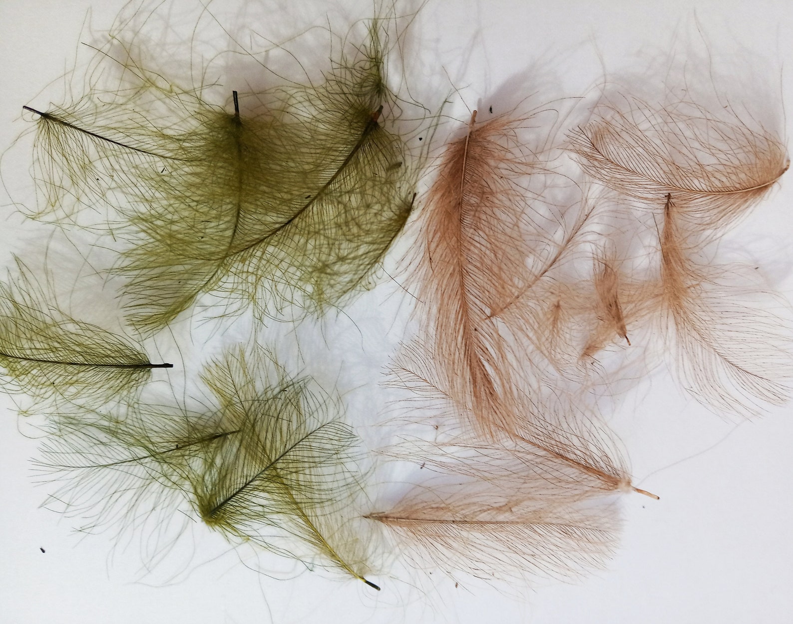 SET of CDC FEATHERS 6x1g. Luxury fly tying materials for tying Etsy