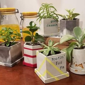 Könnte beinhalten: Sechs kleine Topfpflanzen mit verschiedenen Sukkulenten und Grünpflanzen. Die Töpfe sind alle in verschiedenen Farben und Formen, einige mit bemalten Botschaften wie "grow damnit" und "rootin' for ya".